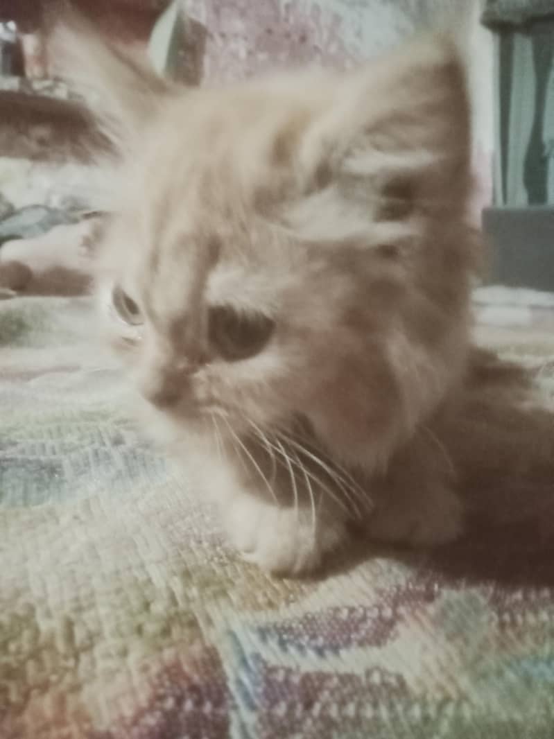 kitten  2