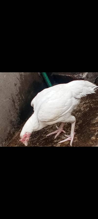 paper white heera / heera blue eys breedar foresale