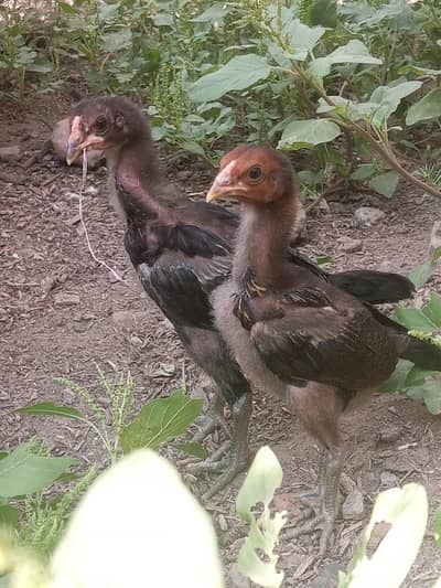 our dragon chicks pair for sale long hight