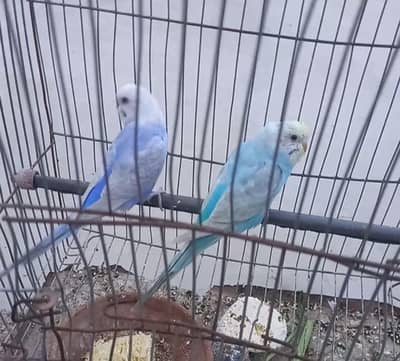 Rainbow and common budgies Eid Special Discount