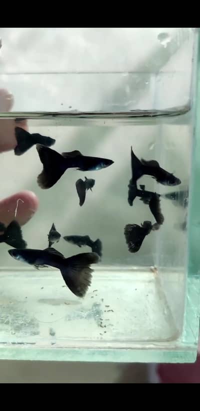 Black Moscow Guppy