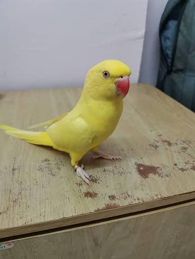 yellow beauty talking and tamed parrot. 03164900503