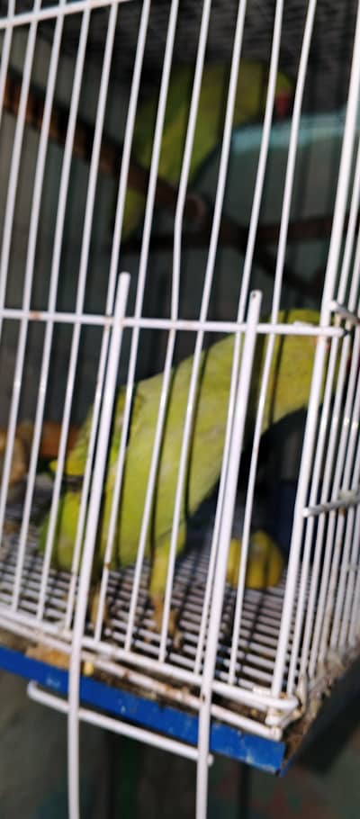 ringback parrot pair for sale