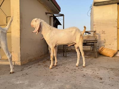 Rajanpuri Nukra Beautiful Goats