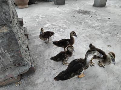 Ducklings, Baby Ducks, Muscovy Ducks, Mug Ducks for sale