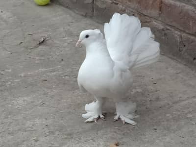 BREEDER PAIR  WHATTSAPP 03047808327