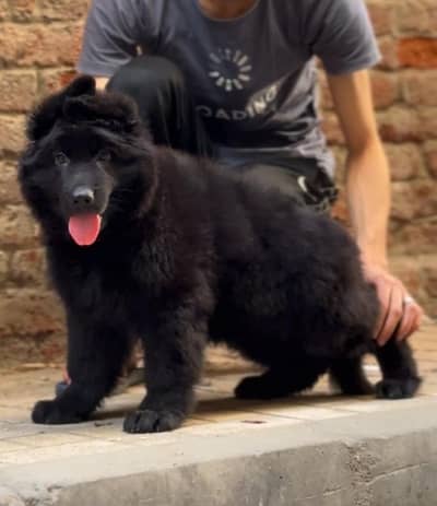 Black shepherd | gsd | Puppy | Shepherd Dog | Puppies | Long Coat