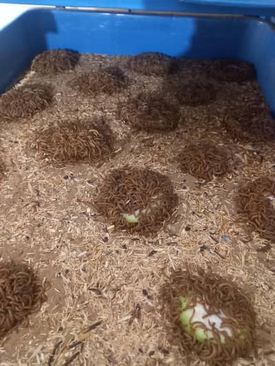 Mealworm 03343316467