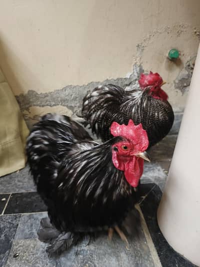  Fancy Bantam Roosters for Sale  7