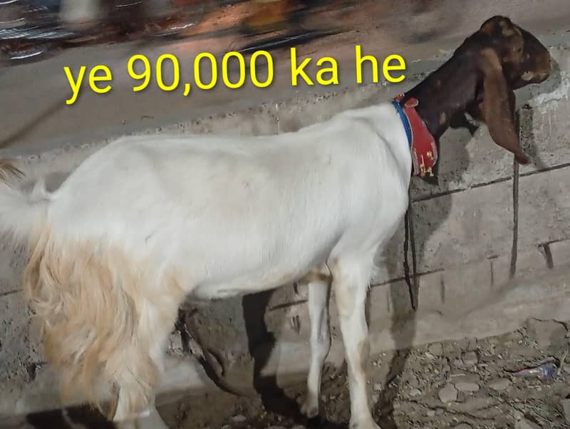 bakray 1