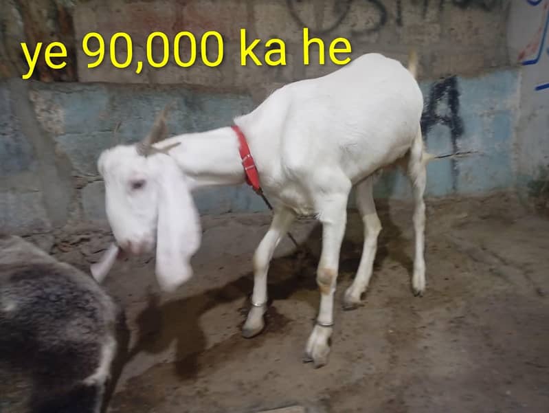 bakray 2