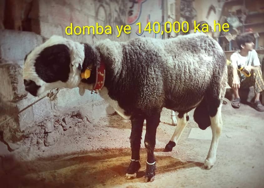 bakray 3