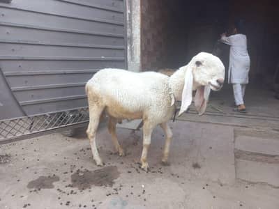 Ghar ka pala Huwa Dumba For sale hai