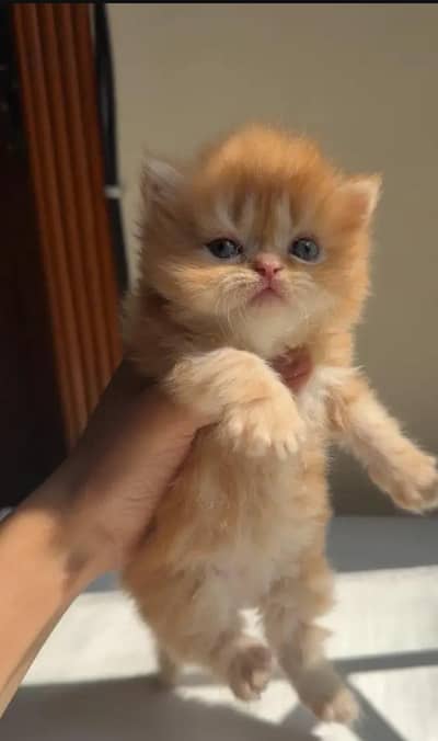triple coat persian