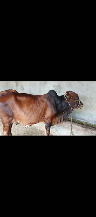 Qurbani ka janwar bail