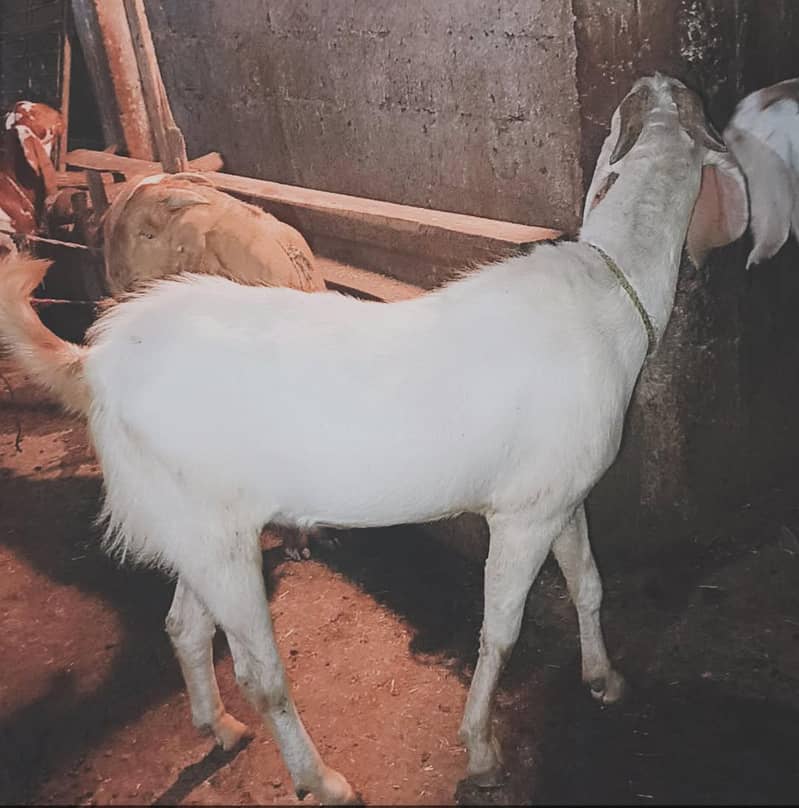 قربانی کا بکرا۔۔ 0