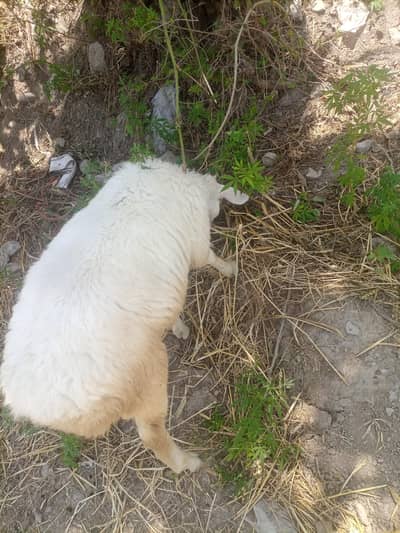 2 dumbbay for sale 7 month k