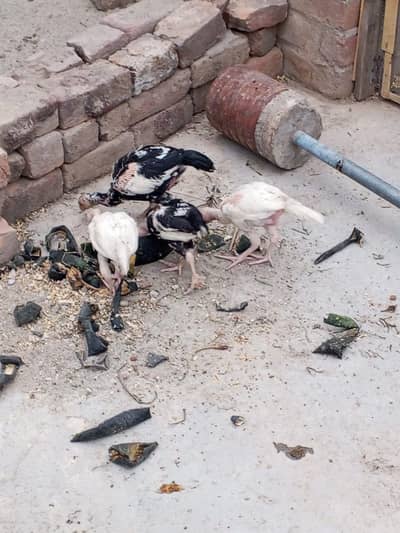 aseel female with chicks