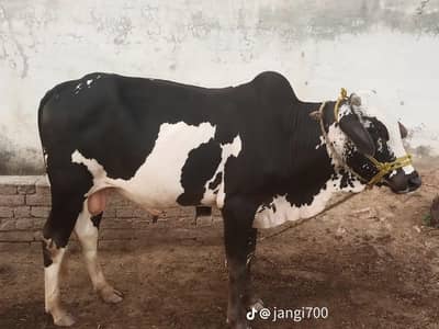 Qurbani animal for sale