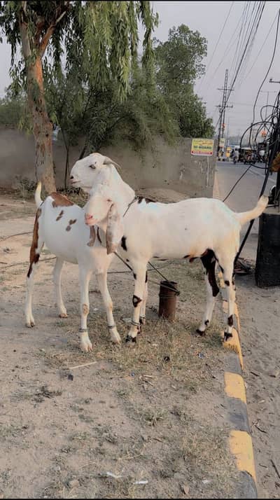10 Mix Rajanpuri Goats for sale