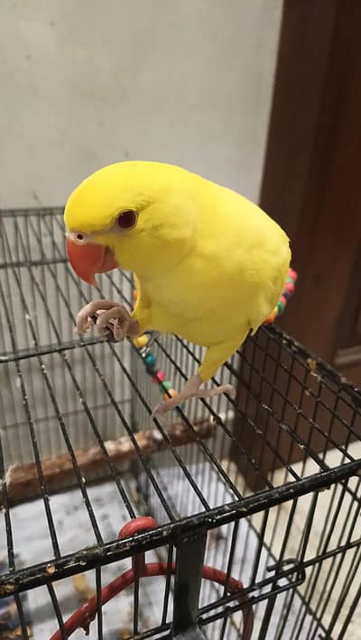 Healthy Ringneck