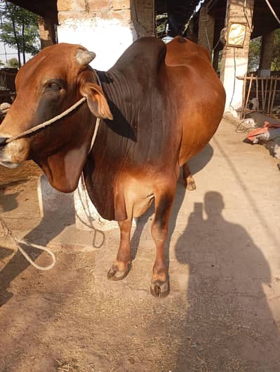 bull for sale