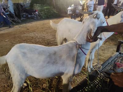 bakra