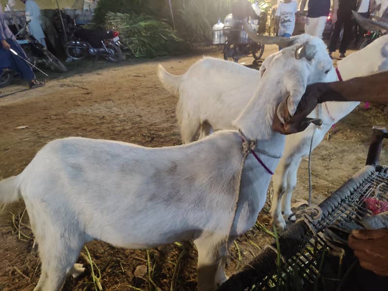 bakra 0