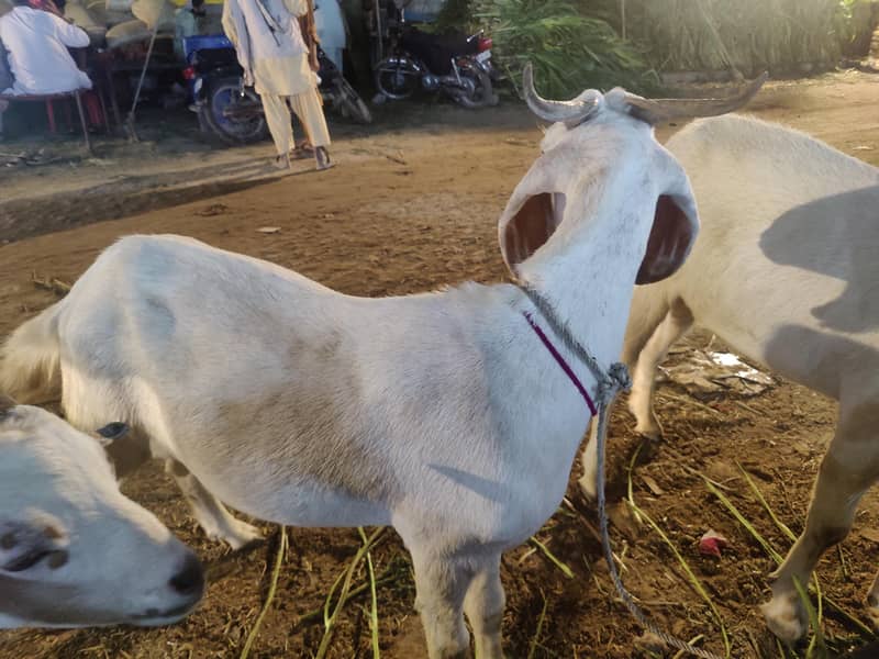 bakra 1