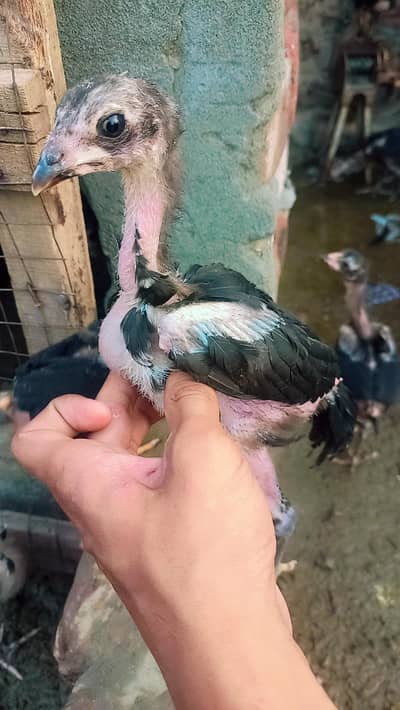 Aseel thai chicks for sale 03304346382