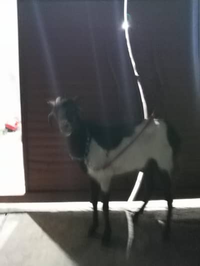 Ando bakra Ghar ka Pala hoa urgent sale