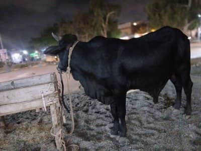 Pure Black bachra for sale