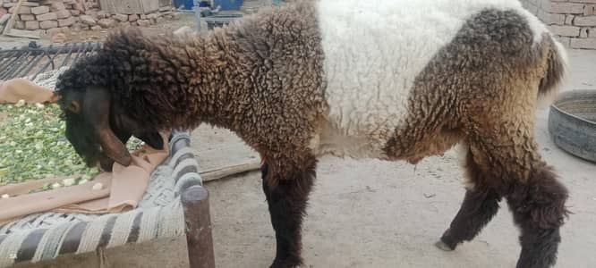 sheep dunba Bakra
