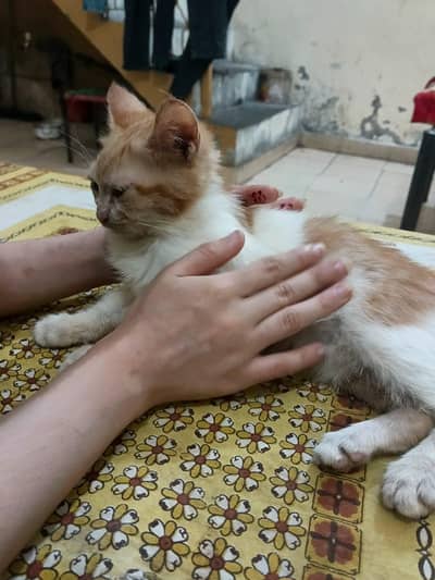 Russian Cat for sale