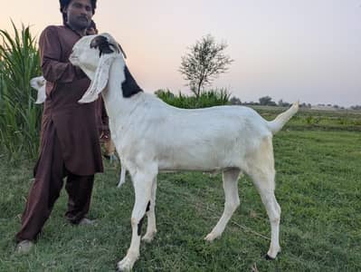 Beautiful bakra for sale for eid 