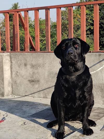 Pure Pedigree Female Labrador for Sale