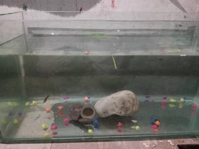 Aquarium