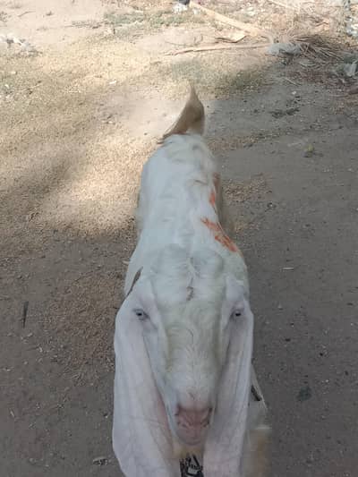 gulabi handu bakra