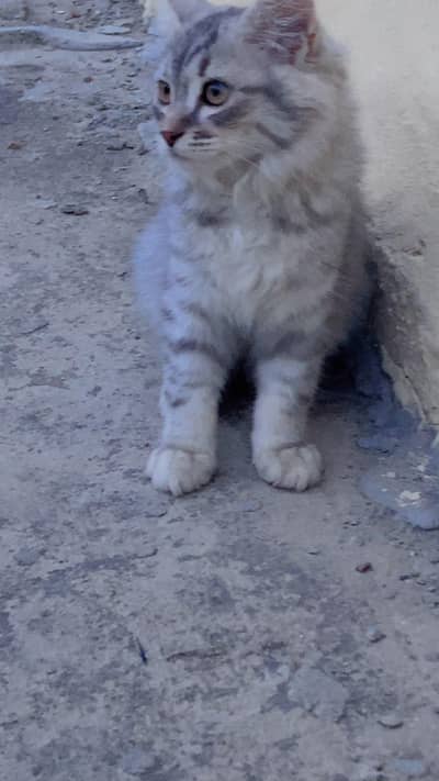 persian cat