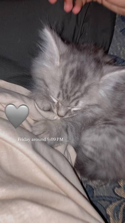 persian cat