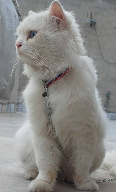 persian male cat full active