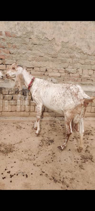 Makhi cheeni bakri  goat ,beetal bakri  ,kamori goats