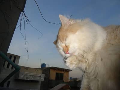 Selling cats.
