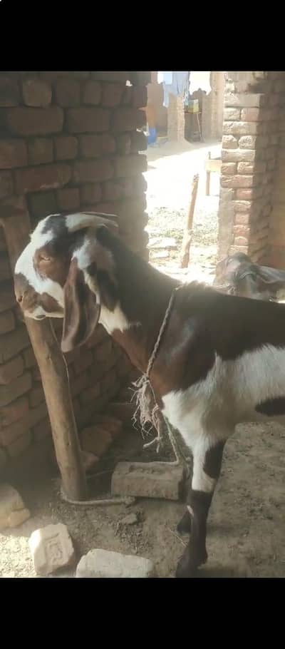 Qurbani k liye