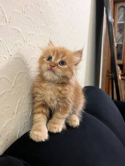 Persian kitten for sale