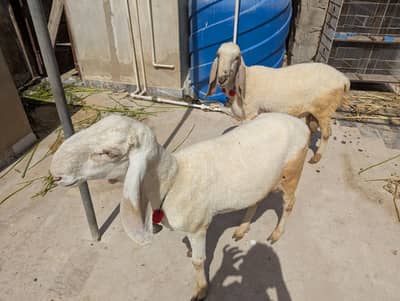 pure lar kana dumba joori 2026 qurbani