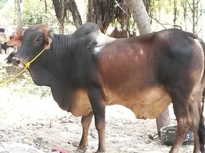 cow / bacha / waira / wacha