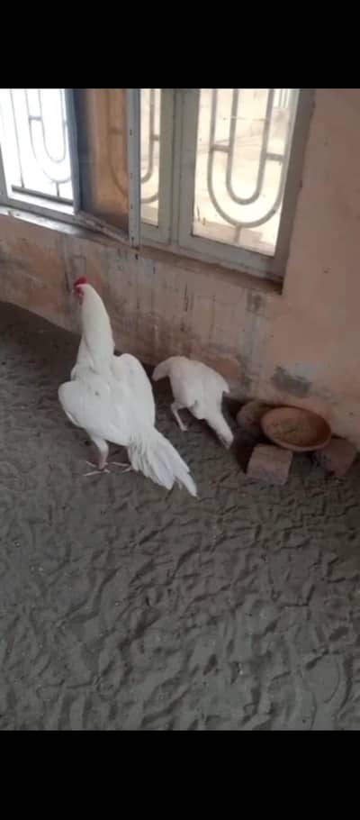 Heera pair for sale