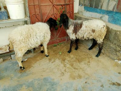 ready for Qurbani