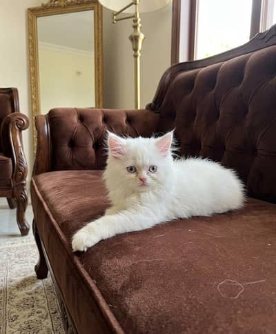 Punch Face Female Persian Kitten for Sale 